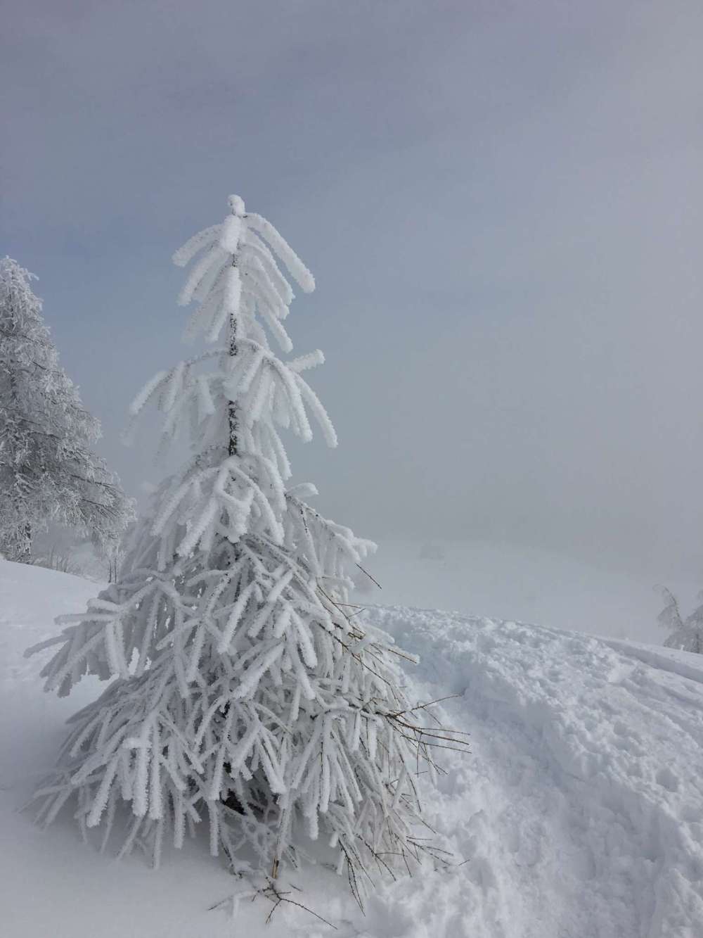 20170208_105236708_ios-2048