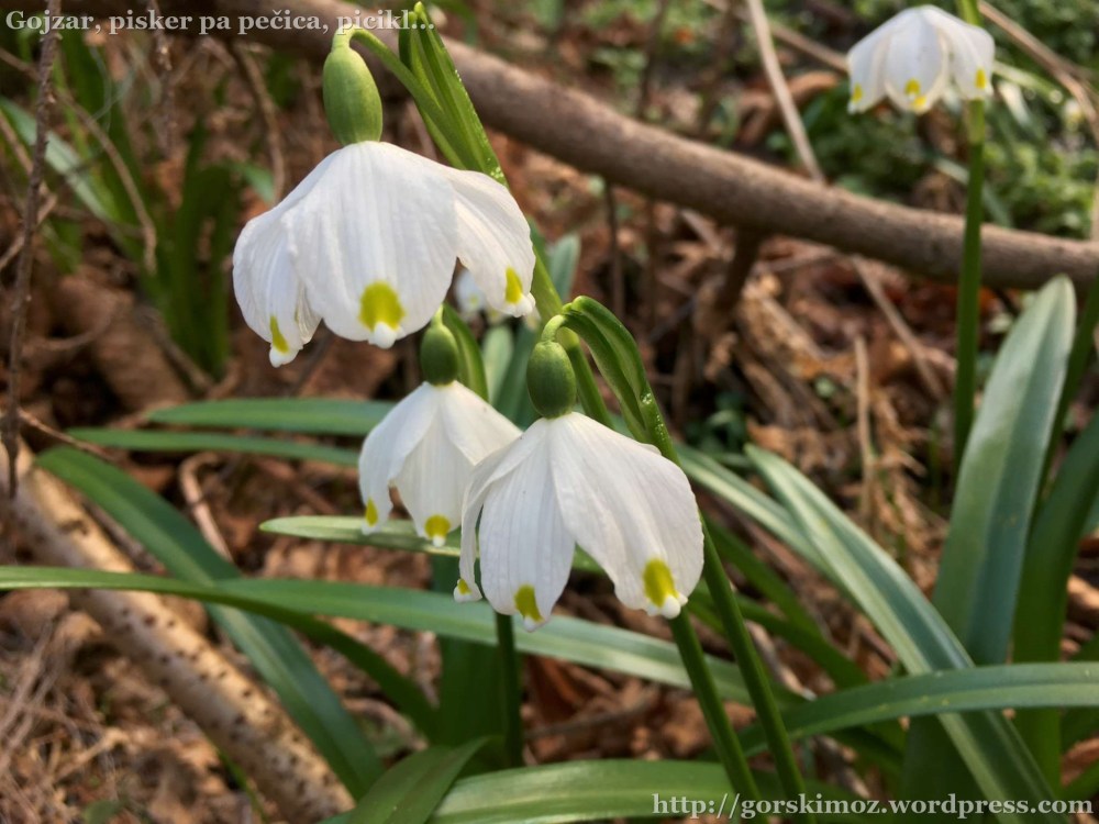 20170314_152927743_iOS-2048-oznaka