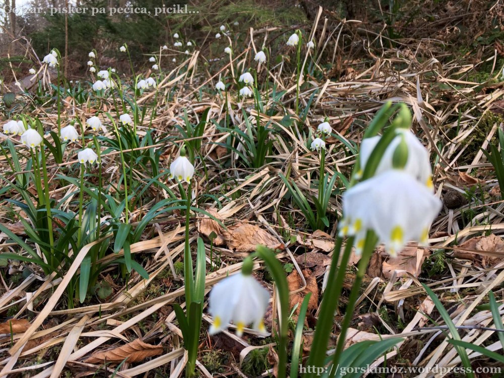 20170314_153011109_iOS-2048-oznaka