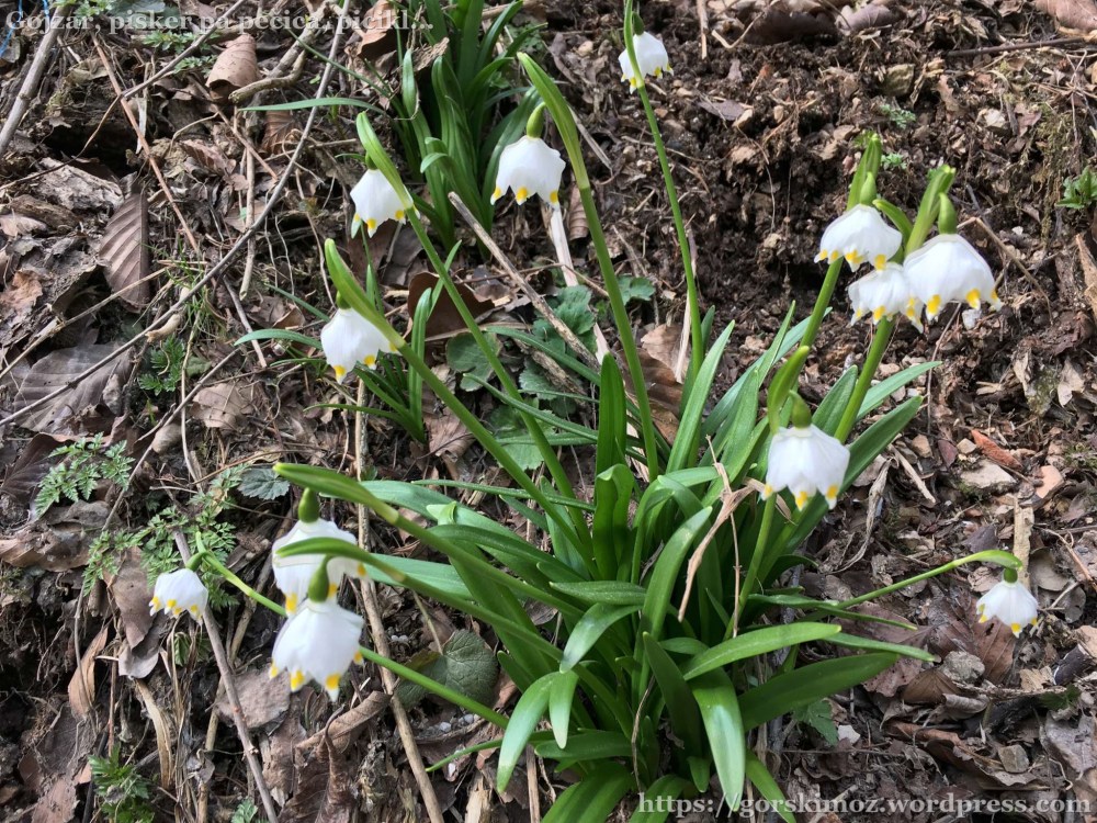 20170318_130625867_iOS-2048-oznaka