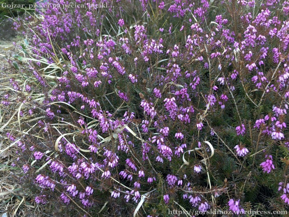 20170328_141048388_iOS-2048