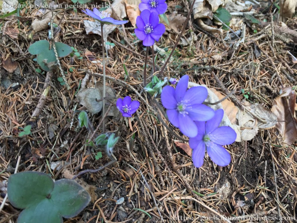 IMG_7575-2048-oznaka