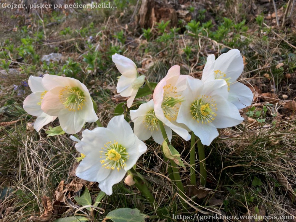 IMG_7588-2048-oznaka