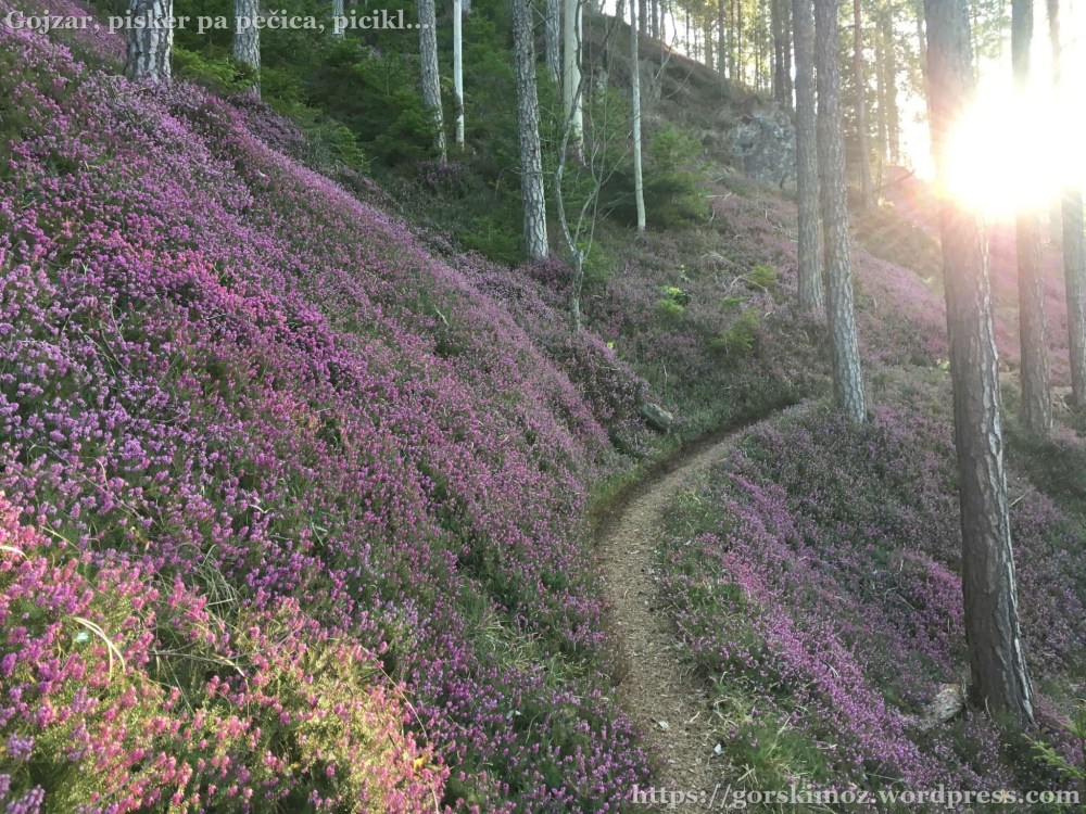 20170401_062107087_iOS-2048