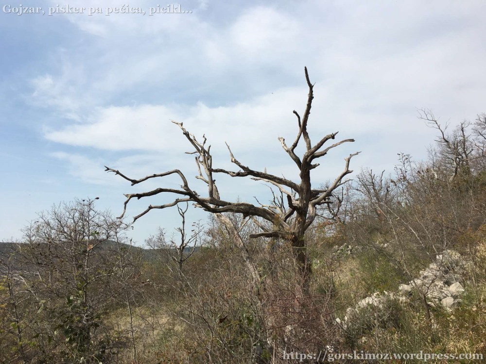 20170402_090349737_iOS-2048