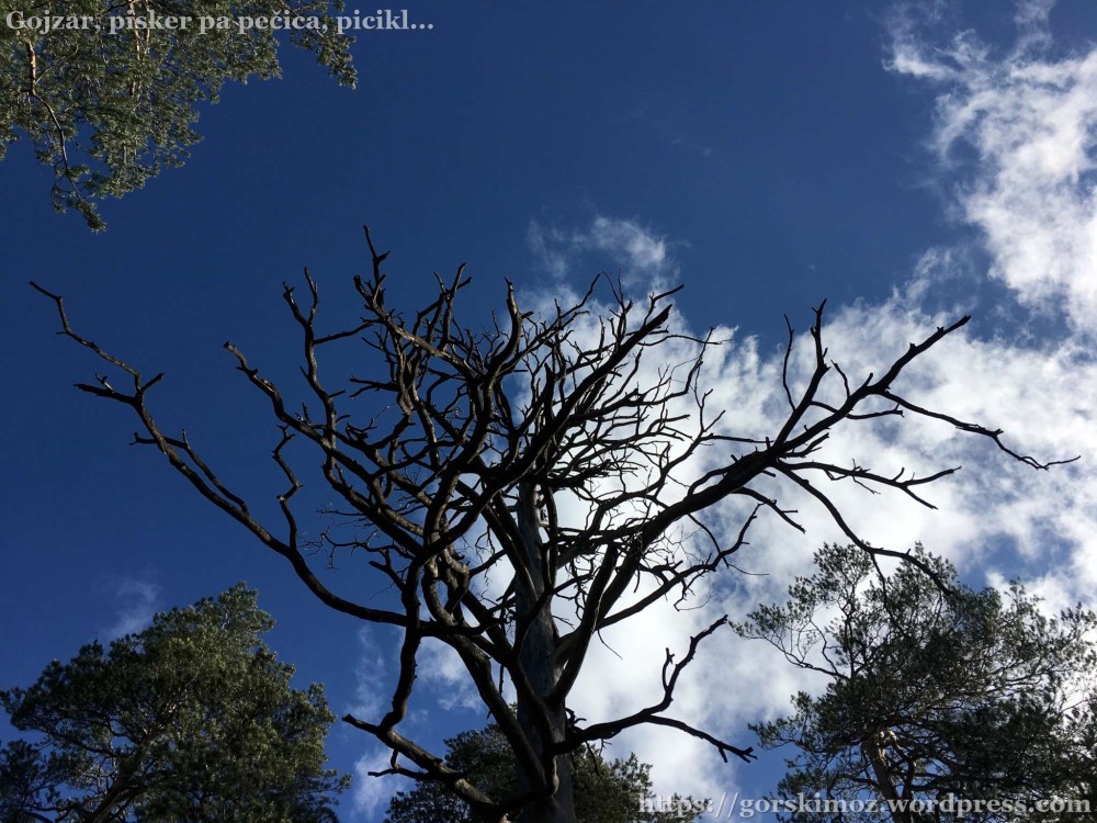 20170417_070530455_iOS-2048