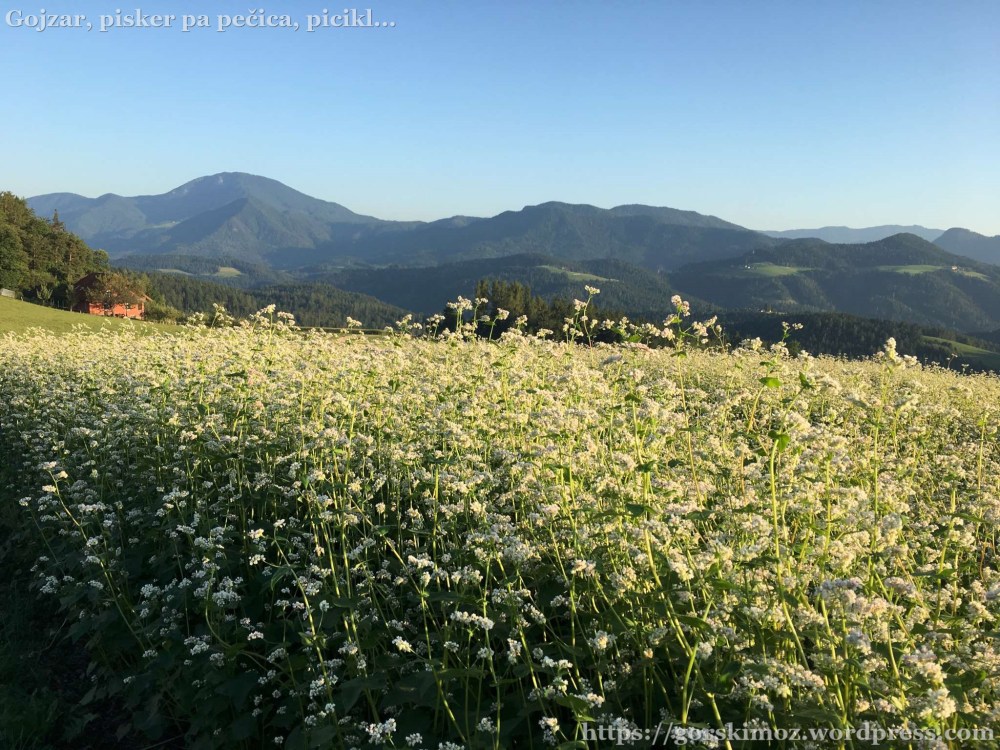 strojna in sentanel (11)