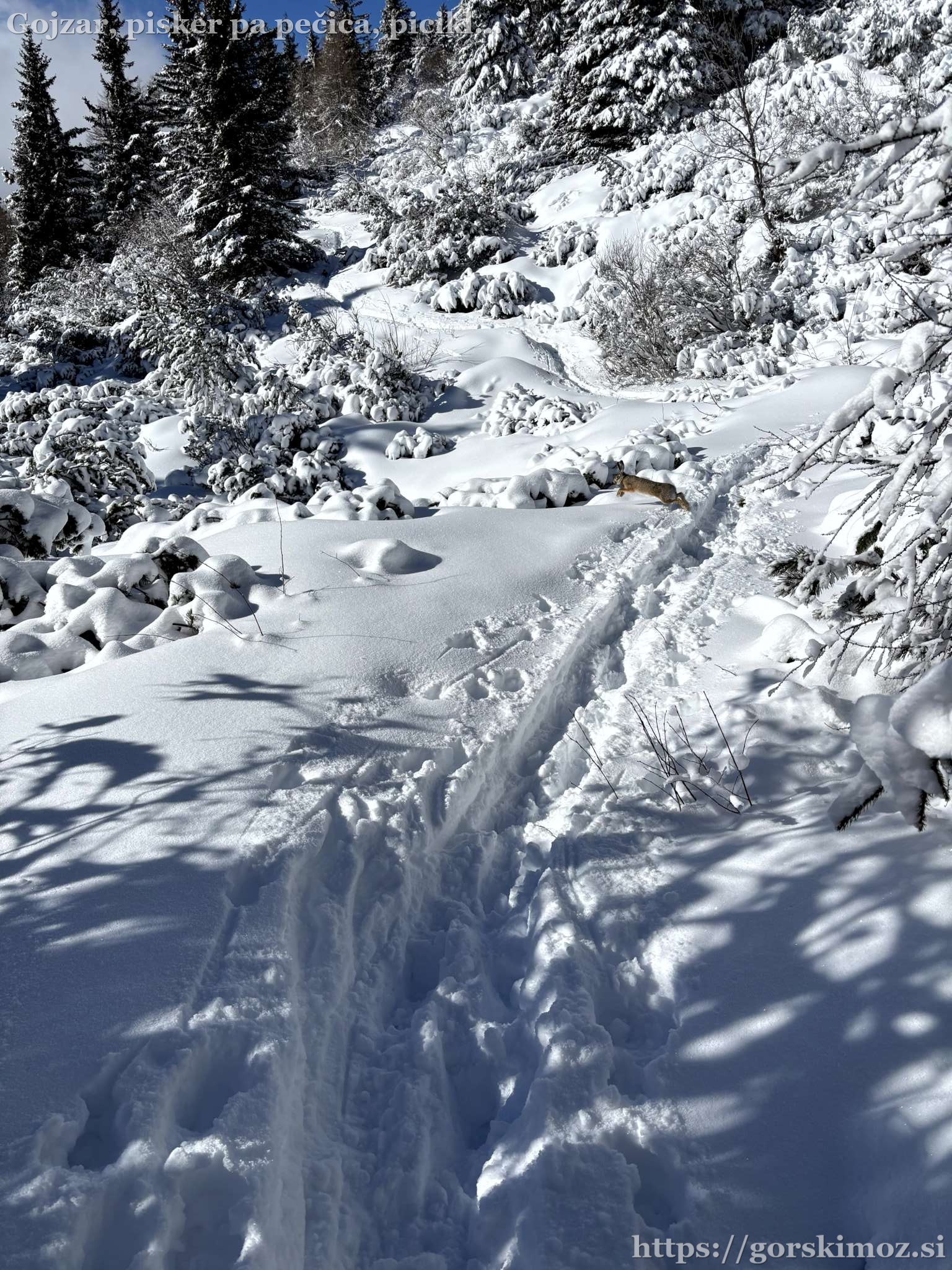 Zajec gre proti nama in se umakne v sneg, kuna pa obstoji pod drevesom.