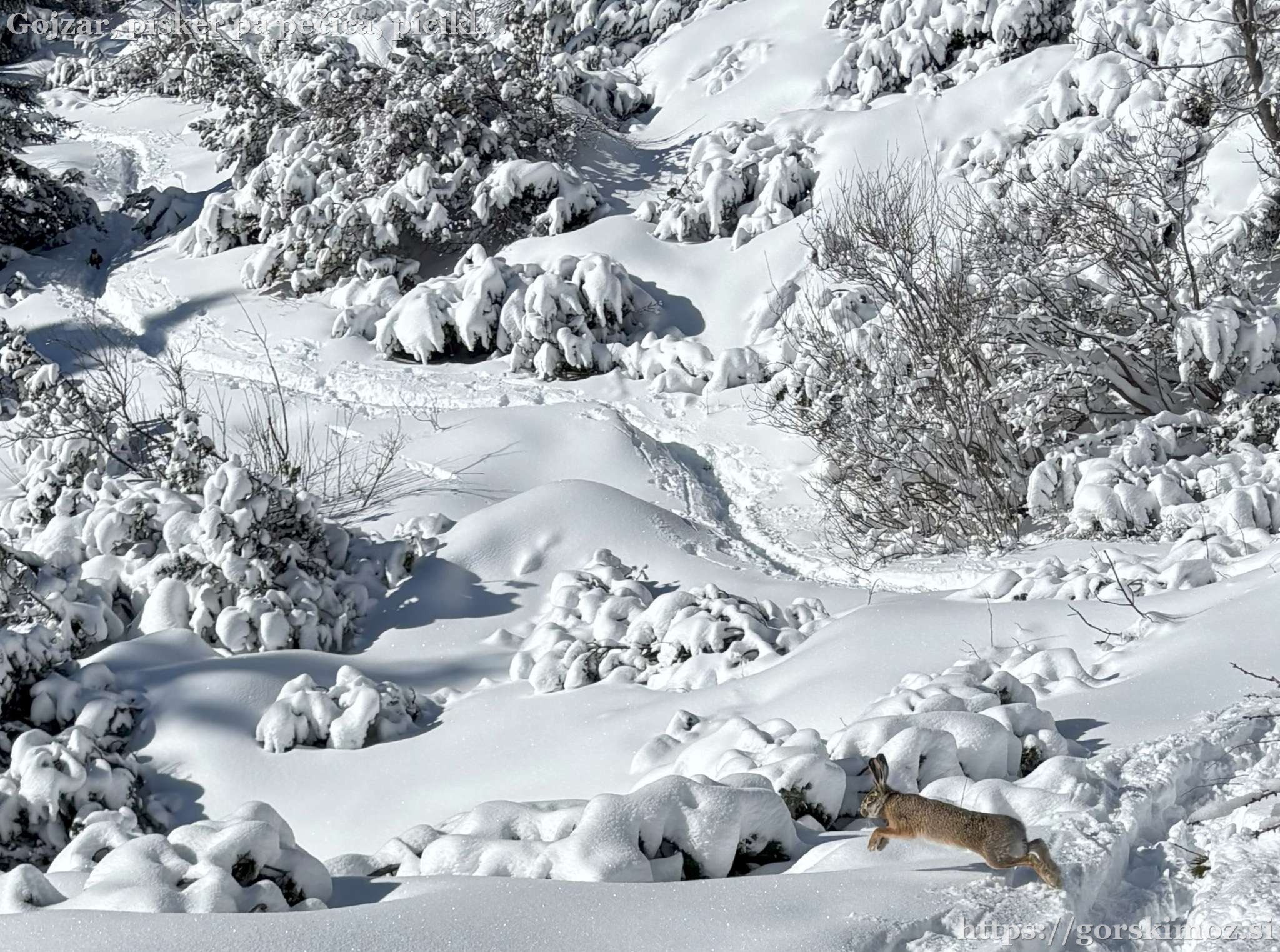 Približan zajec in kuna pod drevesom zadaj levo.