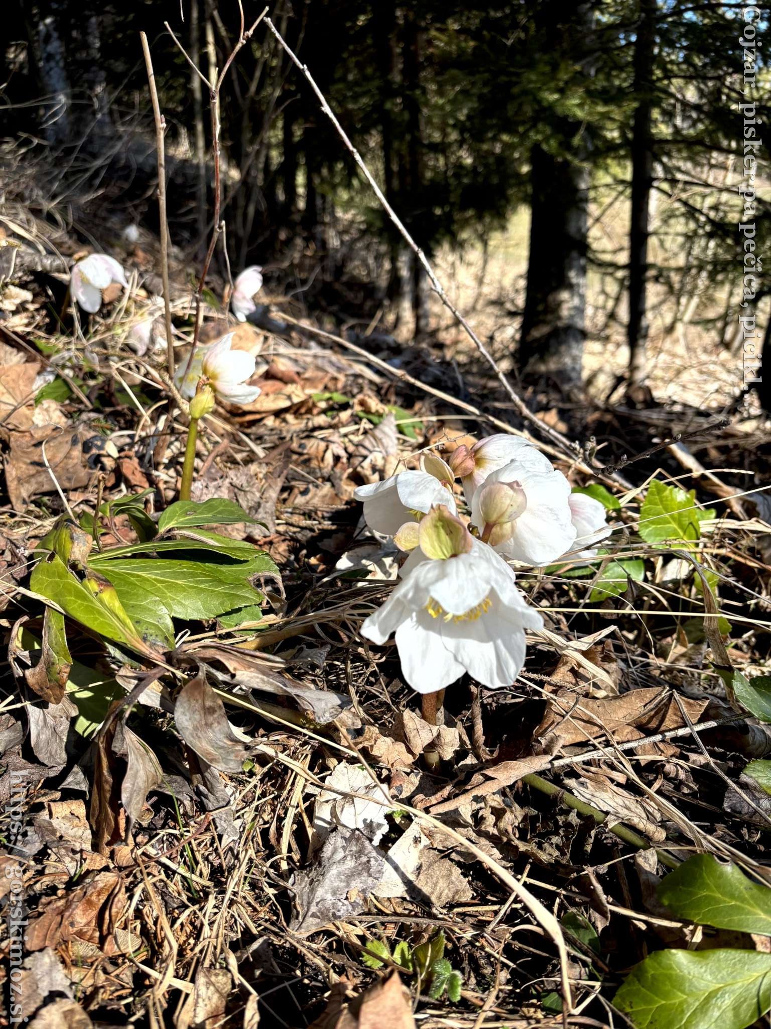 ... uživamo v obilici teloha.
